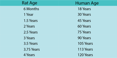 Rat Years to Human Years